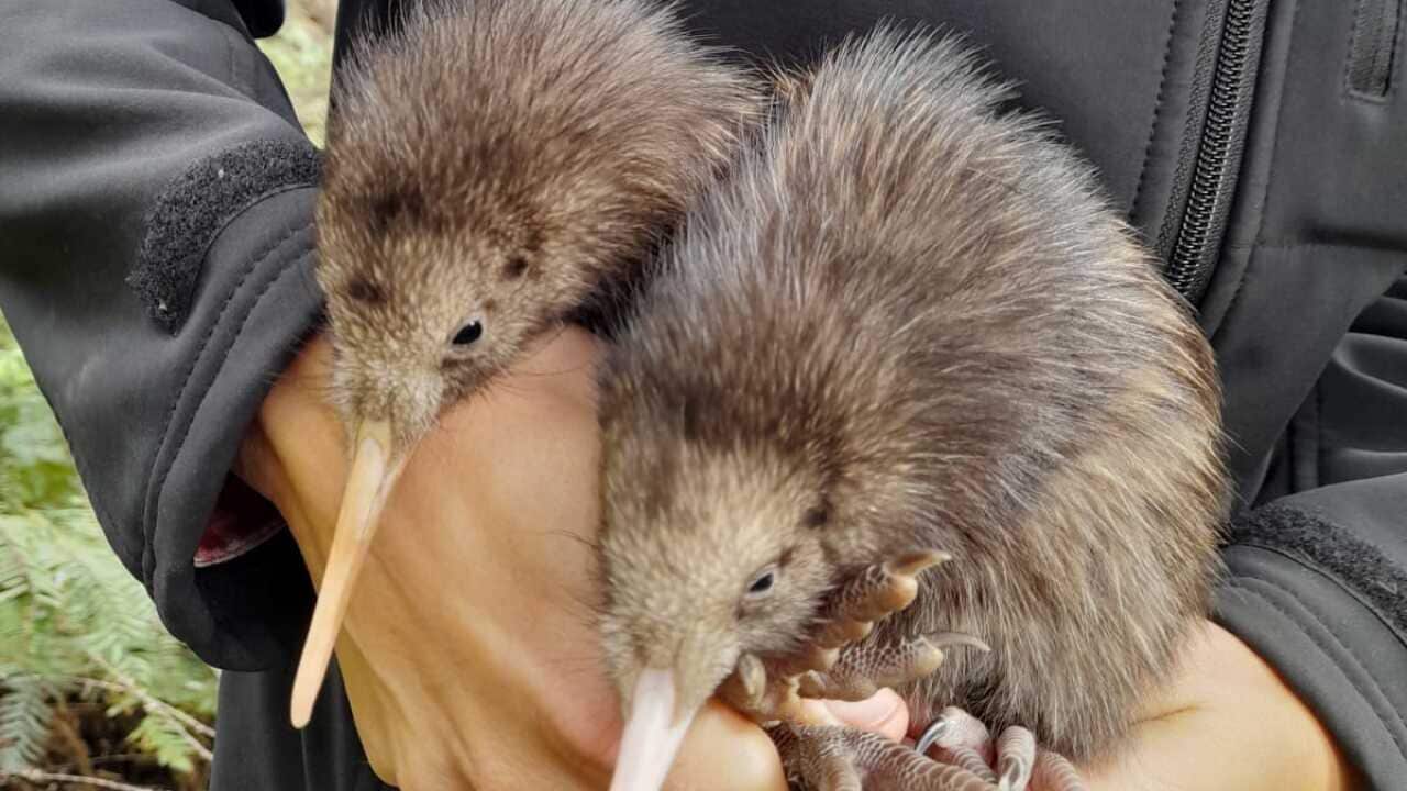 Kiwi chicks 2 Photo Credit Pete Kirkman.jpeg