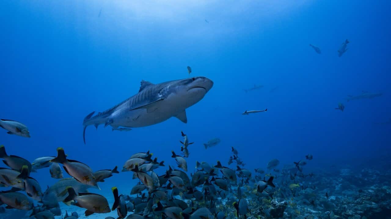 Tiger shark at La Vallée Blanche