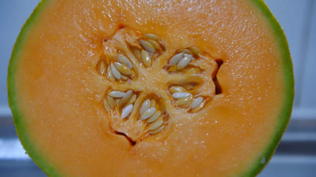 Rockmelon