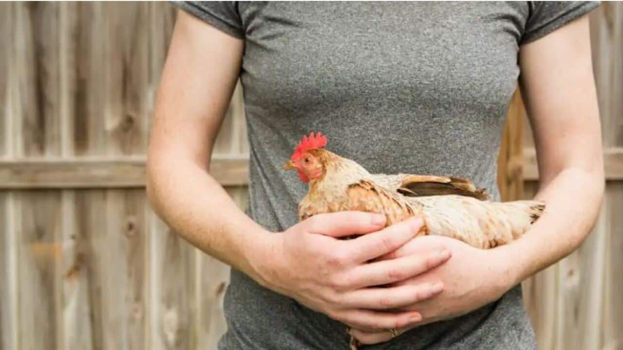 Animal welfare