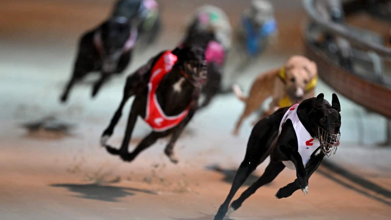 DAPTO DOGS CLOSURE FEATURE