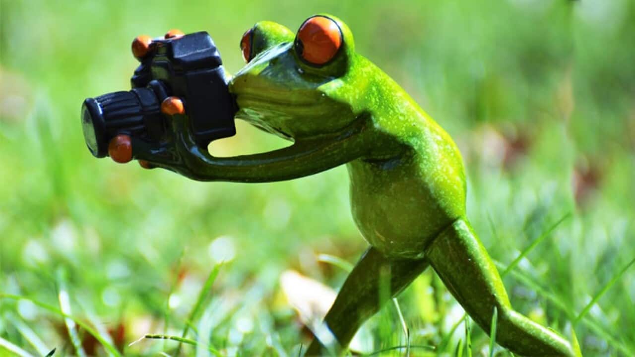 Frog Photographer