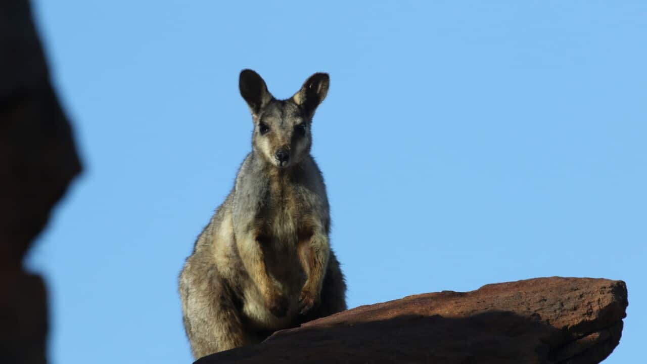 Wiliji spotted, Erskine Range, west Kimberley.