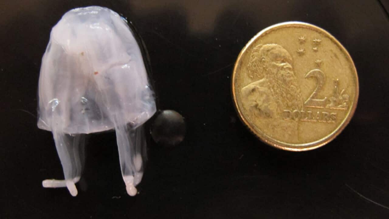 An Irukandji stinger