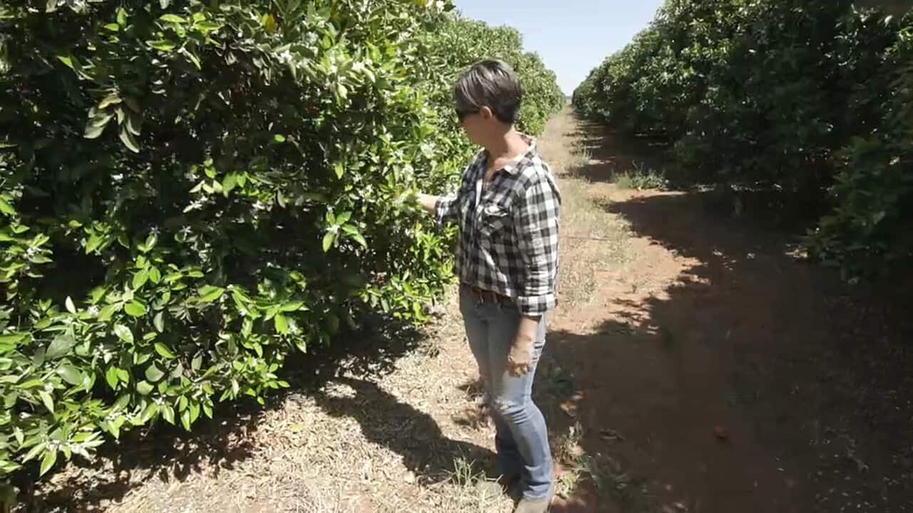 Rachel Strachan at her citrus farm at Tulney Point Station, NSW (SBS)