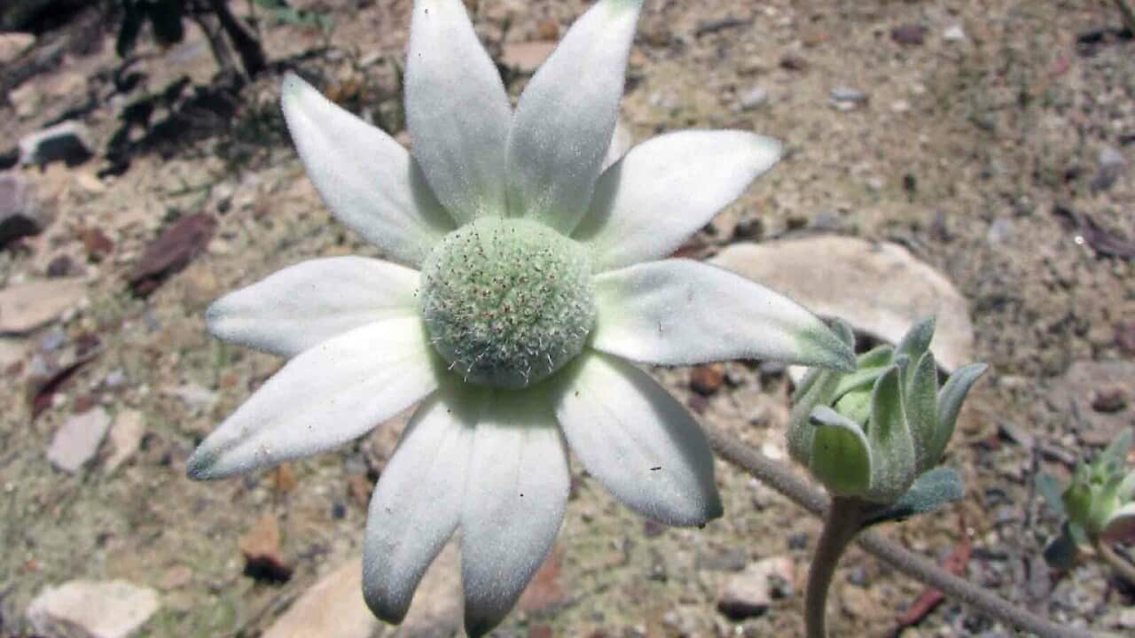 Gardening: Tips on planting Actinotus helianthi