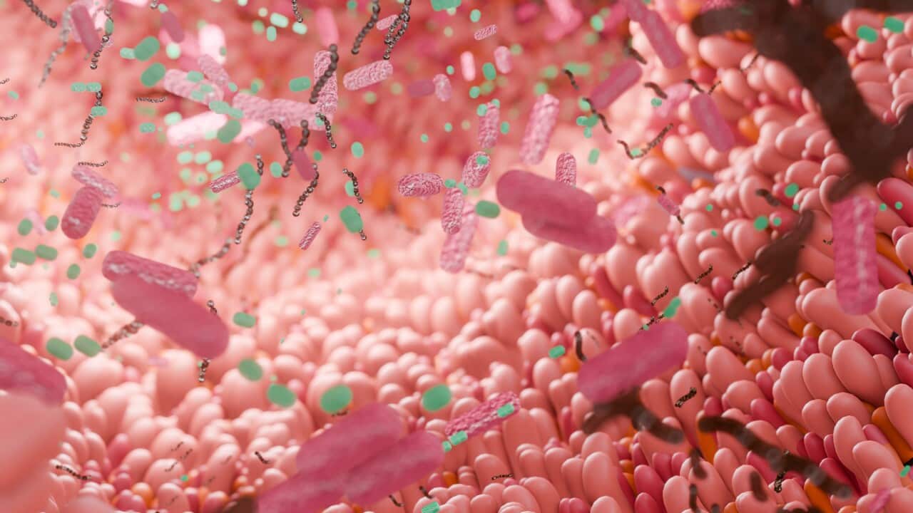 Human close-up inner view of intestine with microbiome. 3d render of digestive anatomy