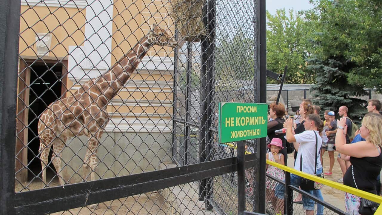 A giraffe at the Moscow Zoo eats Polish apples, which are now banned by new Russian sanctions against the West.