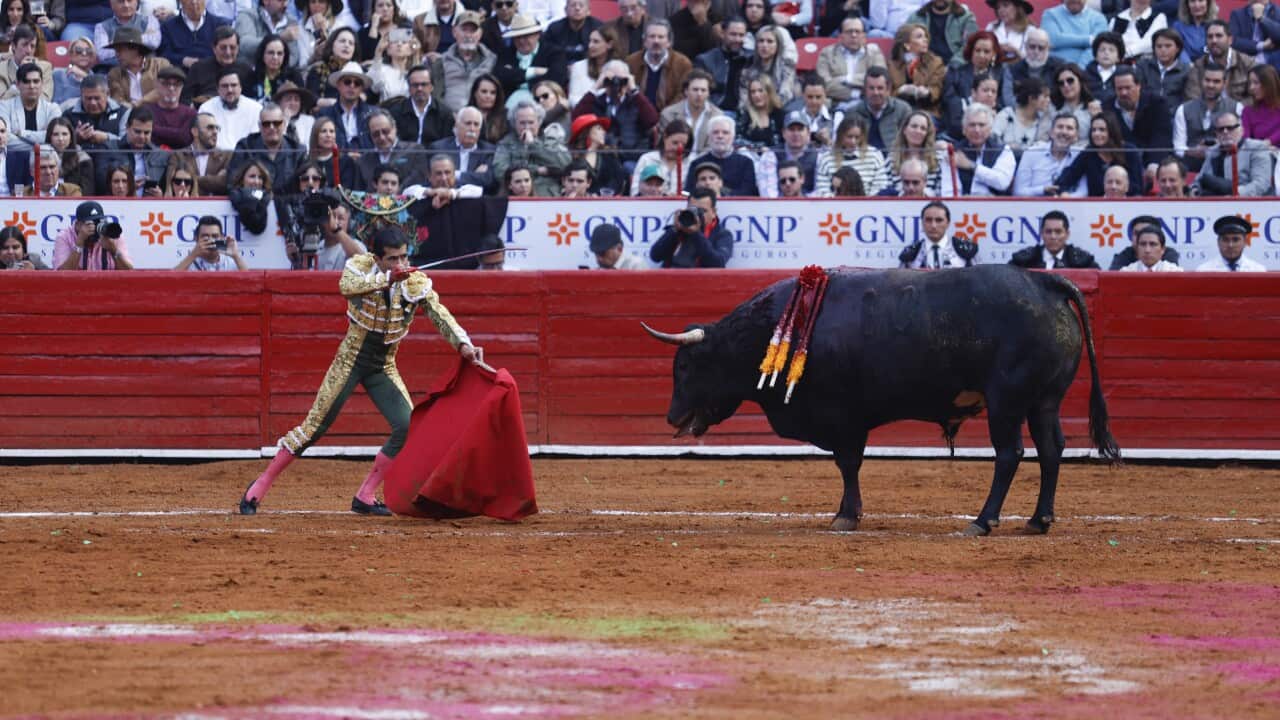 Mexico: Bullfighting Resumes In Mexico City After Court Lifts Ban