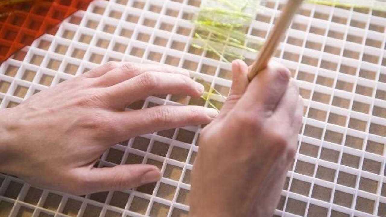 Hands