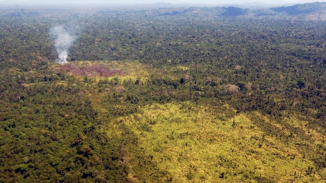 A burned area of the Amazon rain forest in Para, Brazil.
