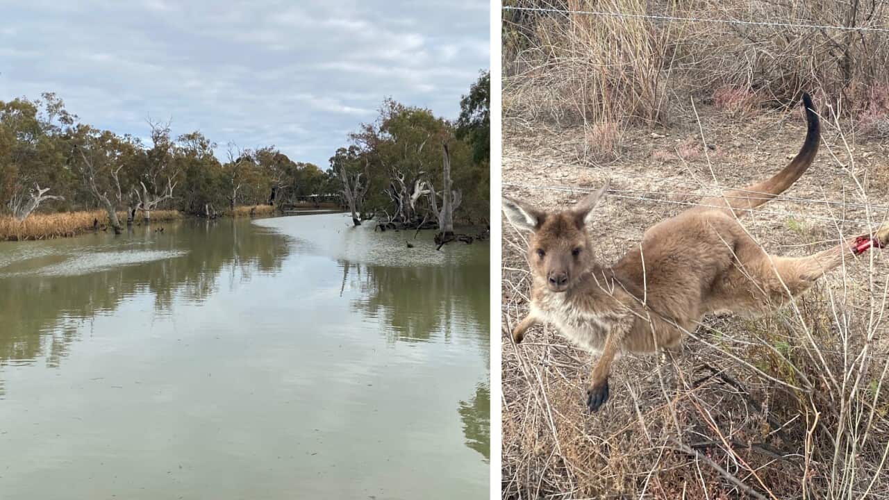 SBS Sinhala monthly Radio Journey takes you to the most diverse floodplain in New South Wales
