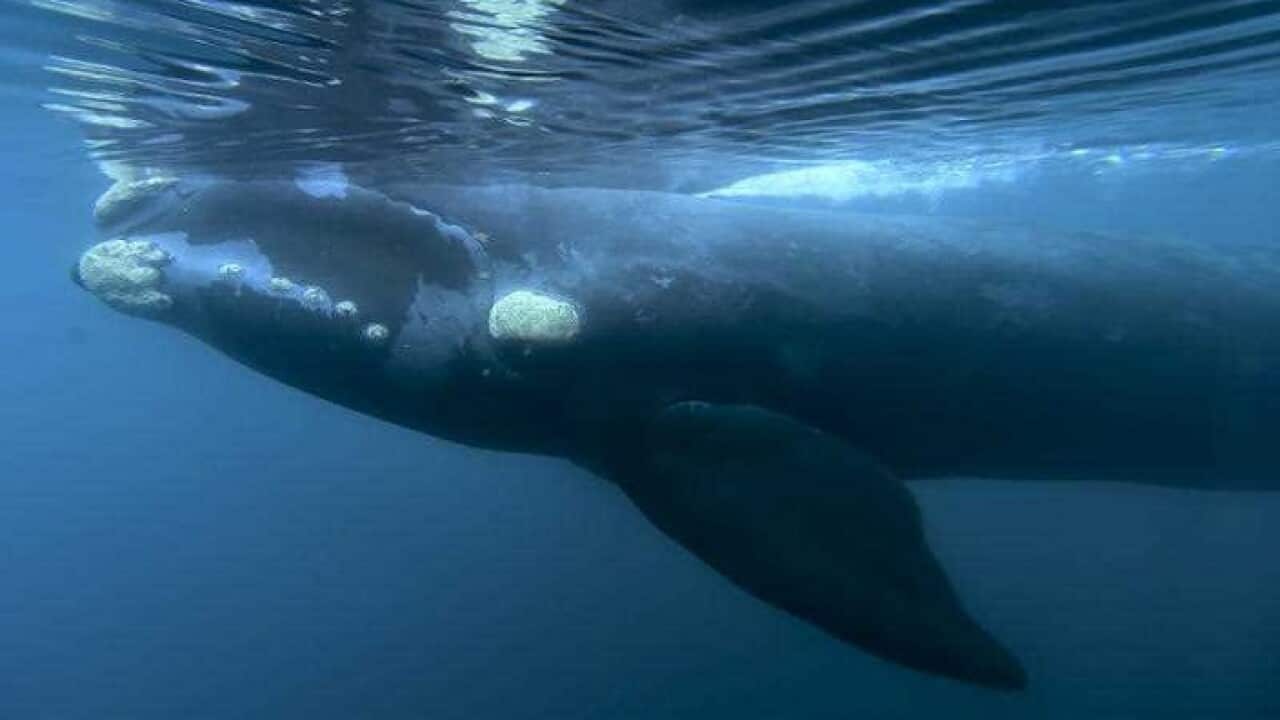 Australia has voiced its opposition to Japan's plan to end a decades-old ban on commercial whaling.