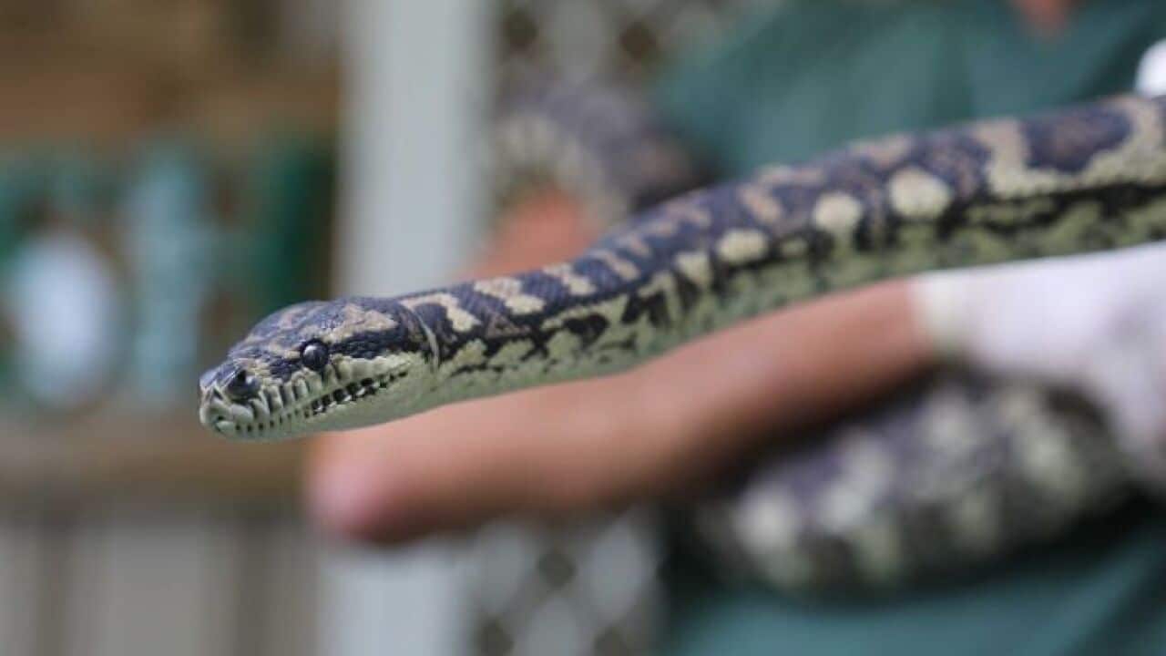 Ice-addicted python just one of hundreds of animals in prison rehabilitation