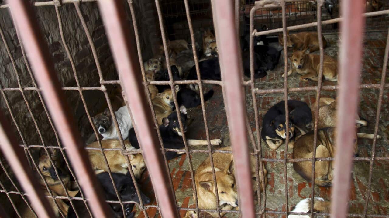 Dogs are kept in a cage of a wholesale supplier of live dogs, one of the biggest in town, in Hanoi, Vietnam on Monday, Oct. 3,  2011.