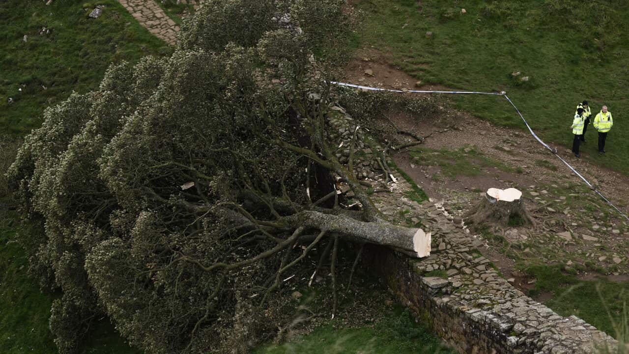 ‘An incredibly sad day’: One of the world’s most photographed trees has been cut down ‘An incredibly sad day’: One of the world’s most photographed trees has been cut down