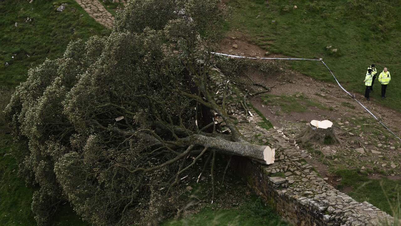 Sycamore Gap: #39 Shock and anger #39 in community after Robin Hood tree #39 s Sycamore Gap: #39 Shock and anger #39 in community after Robin Hood tree #39 s