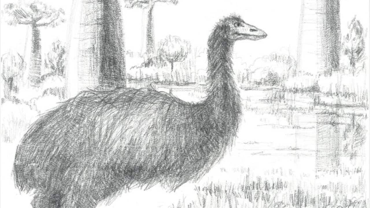 World's largest ever bird