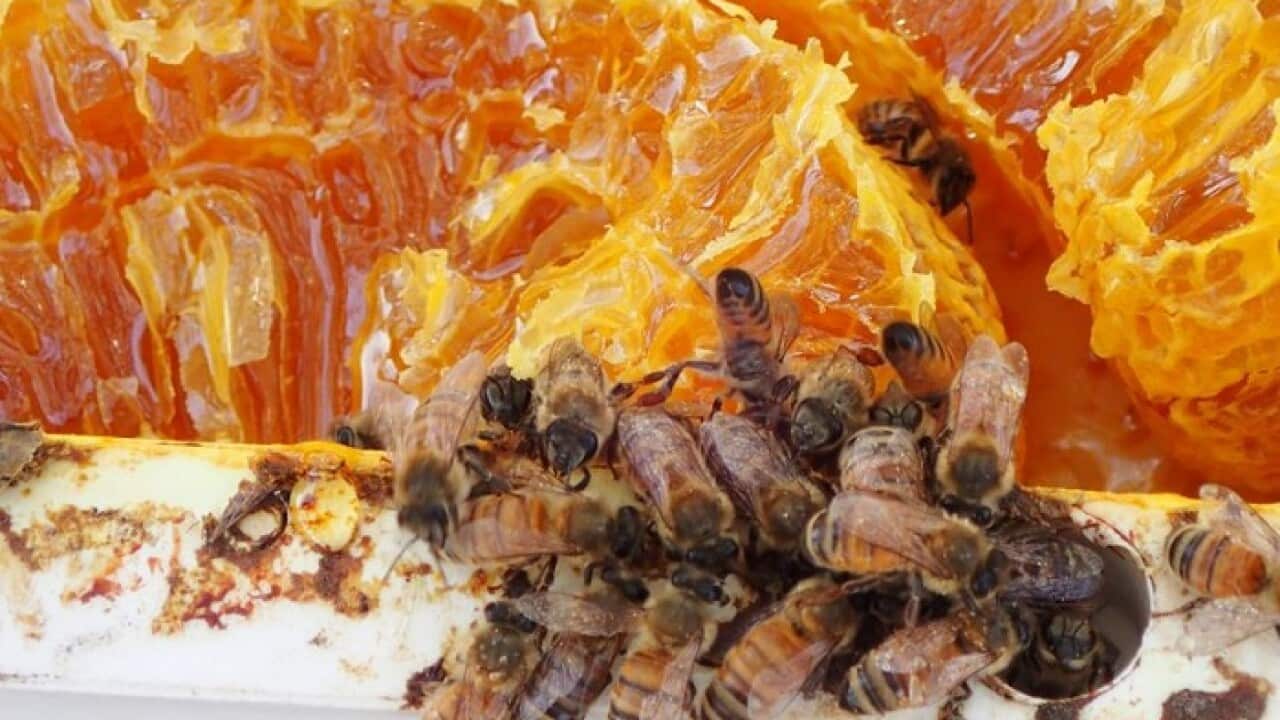 honey bees parliament