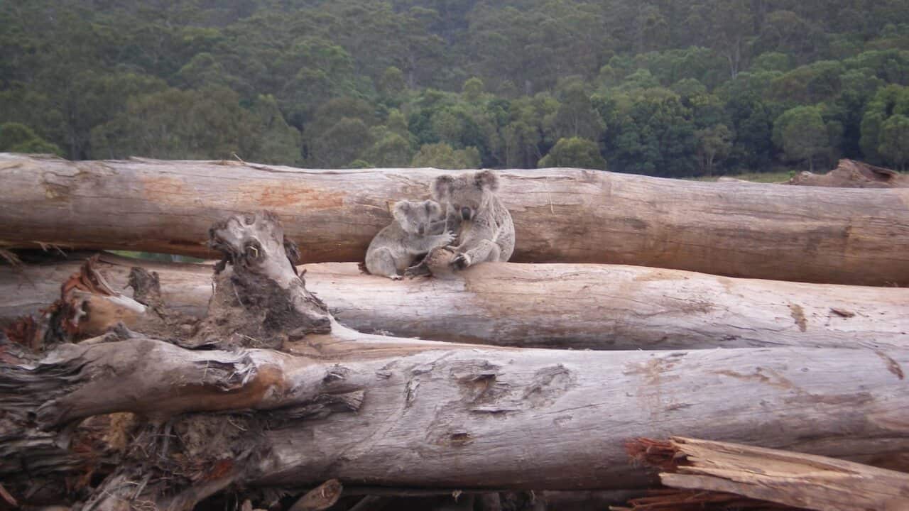 A koala mother and joey seeking refuge on a bulldozed logpile near Kin Kin in Queensland