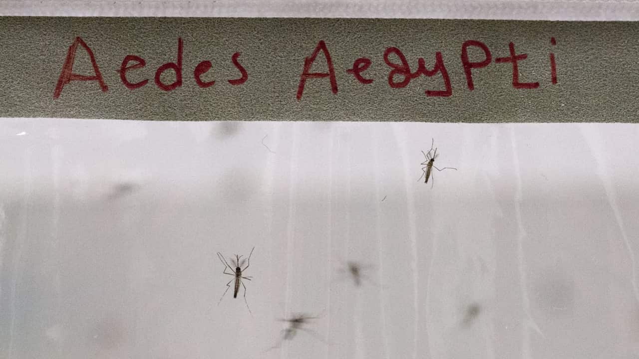The Aedes aegypti mosquito type that is known for spreading Dengue Fever.