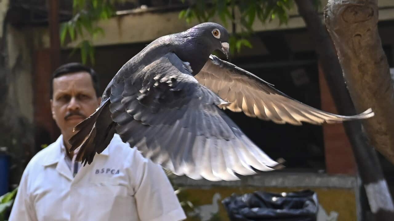 An Indian man in a white shirt look at a flying pigeon