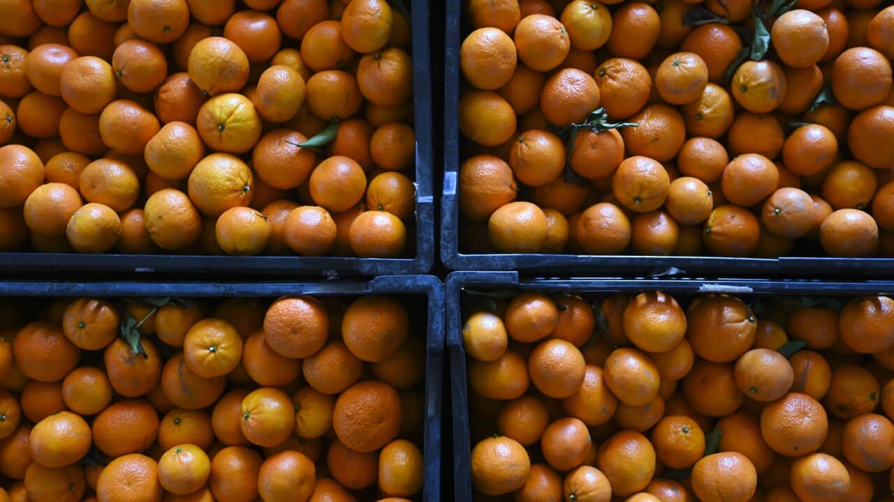 Mandarins are seen inside crates on a farm near Leeton, NSW,