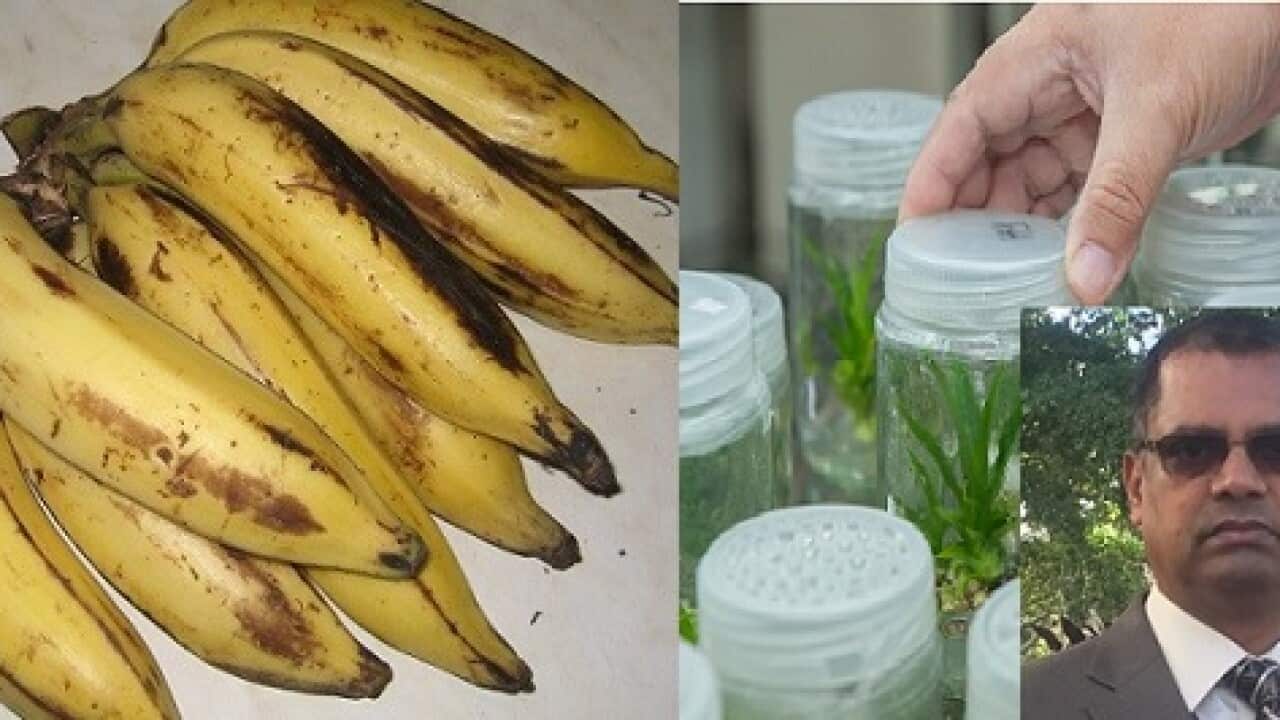 How to cultivate Kerala bananas using tissue culture in Australia SBS