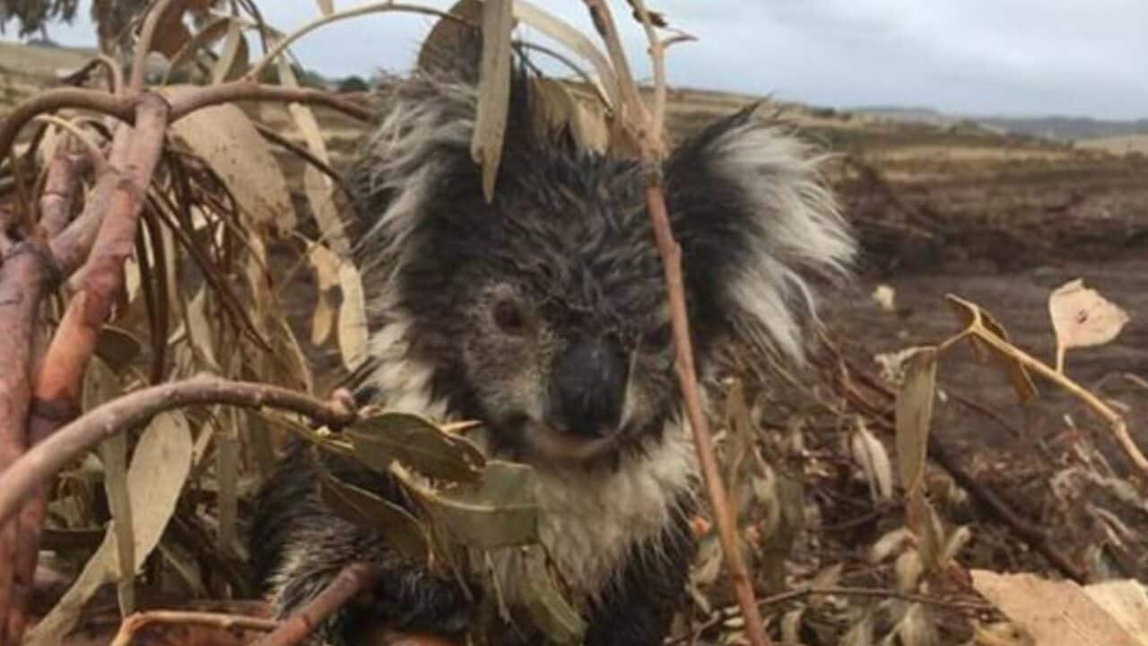 An operation is underway to rescue the remaining koalas.