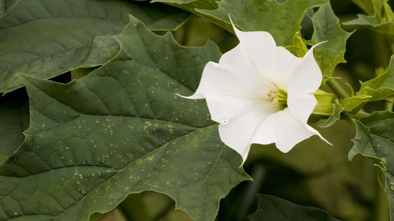 Thorn Apple - in flower and fruit. Naturalised in UK.
