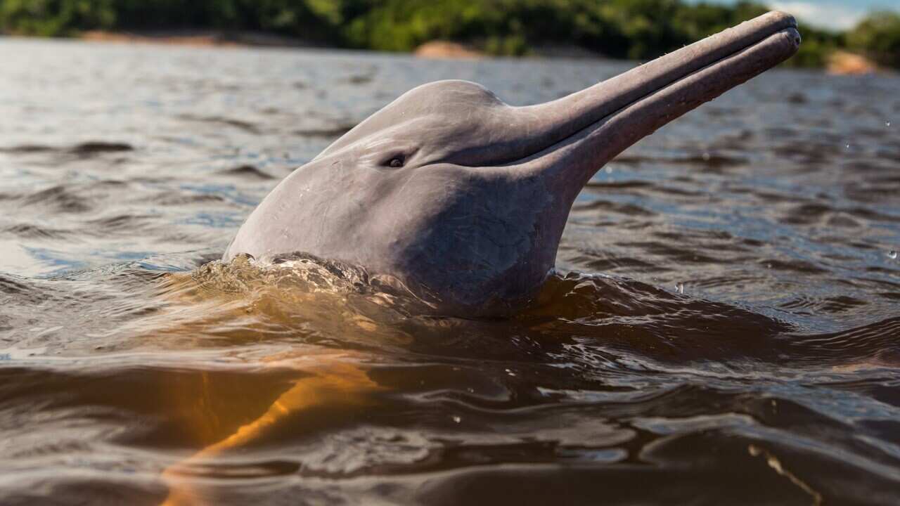 A pink dolphin waits for a feed by local people in Amazonas state, Brazil
