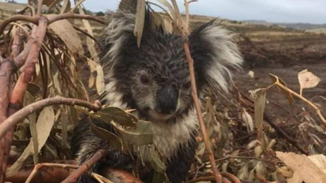 An operation is underway to rescue the remaining koalas.