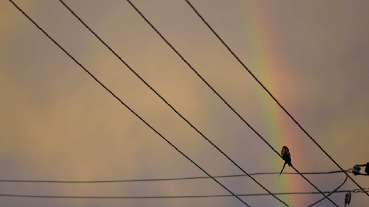 A bird sits on electricity wires