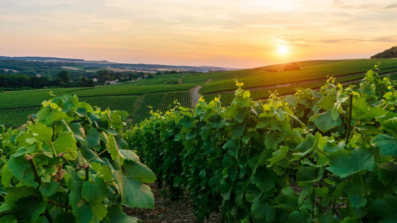 Champagne vineyards at the Hunter Valley Wine Region