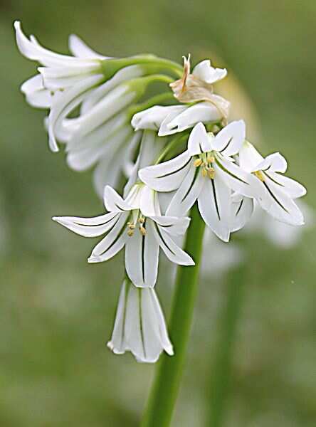 越靚越毒 嘅夾竹桃 Sbs Chinese 越靚越毒 嘅夾竹桃 Sbs Chinese