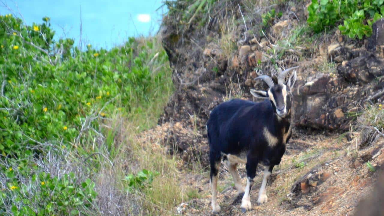 BYRON BAY GOAT