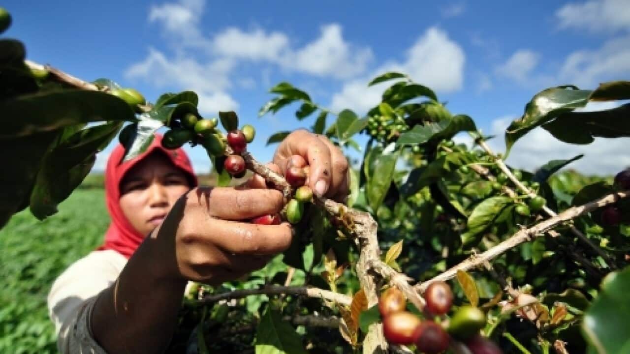 Menguduh kopi