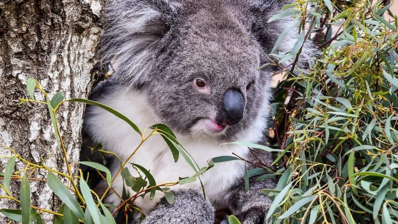 Koala stress