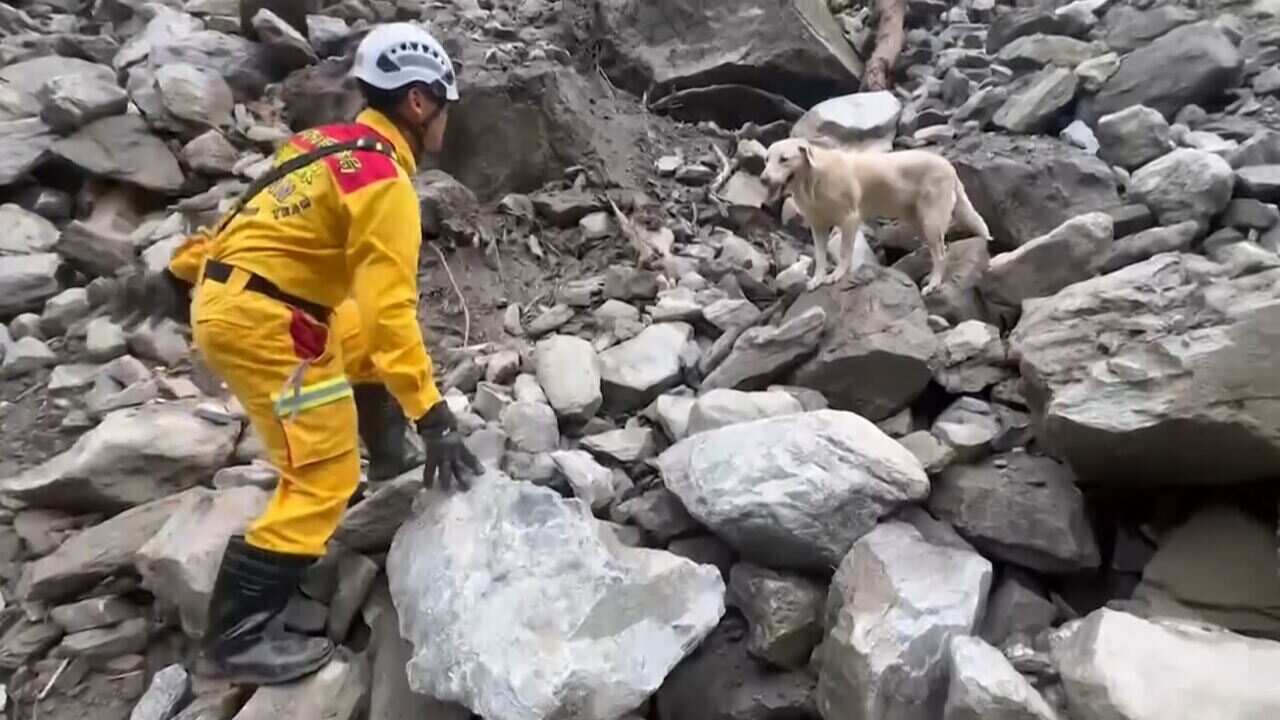 Roger was too friendly to be a sniffer dog. Now he’s locating survivors of the Taiwan quake