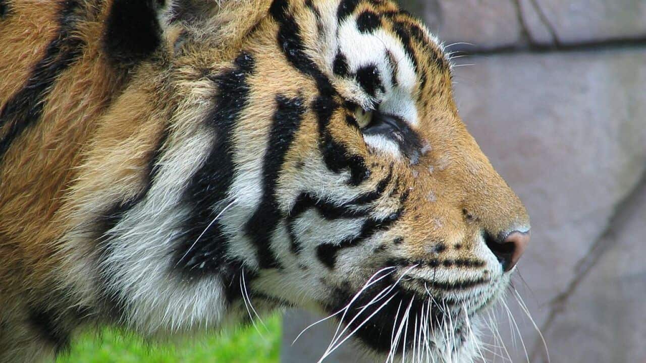 tiger_aust_zoo_wikimediacommons.JPG