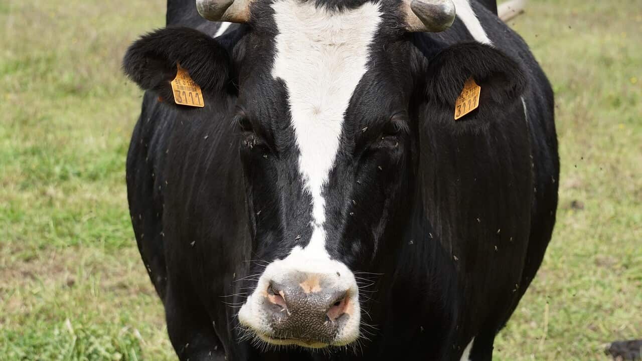 cow-2728370_1280.jpg