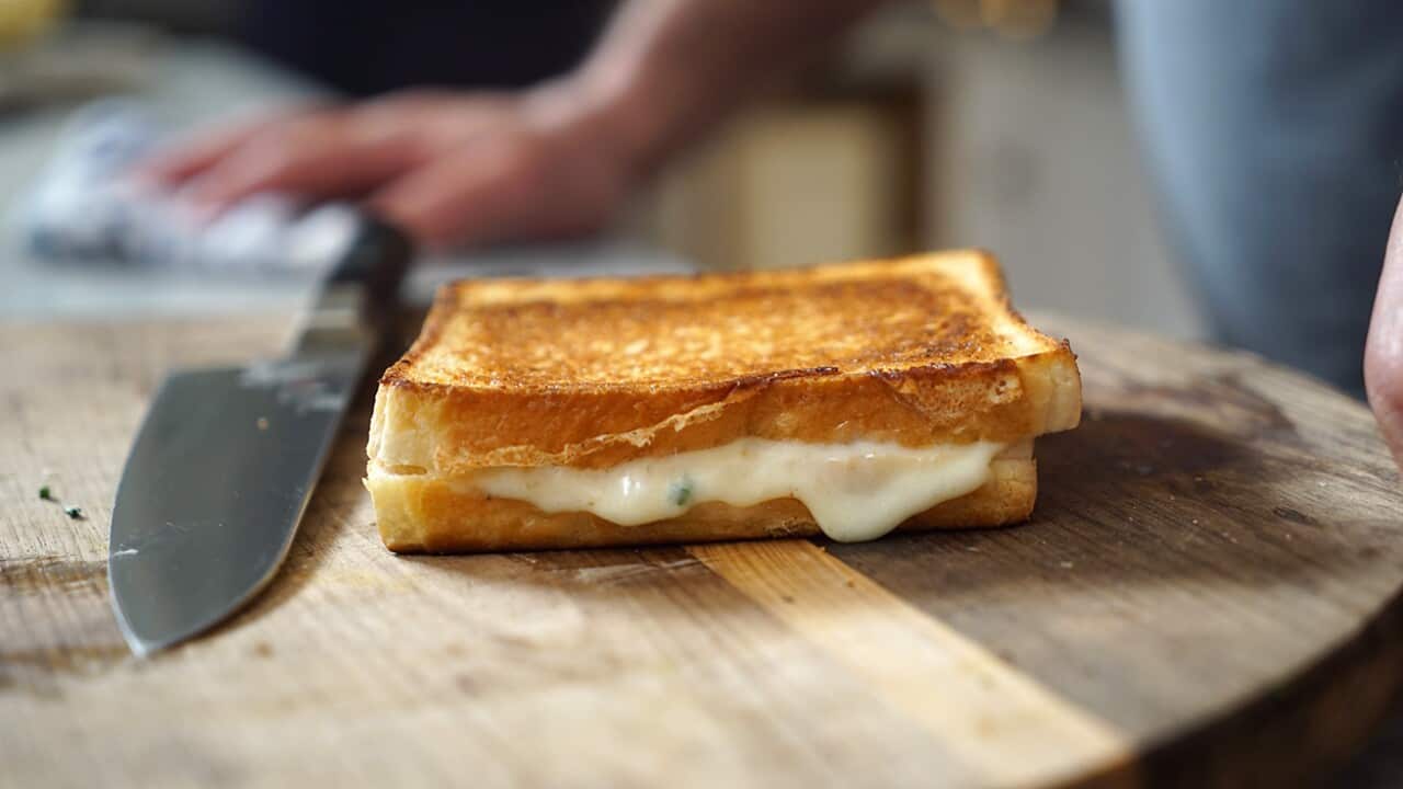 chats portant des toasts