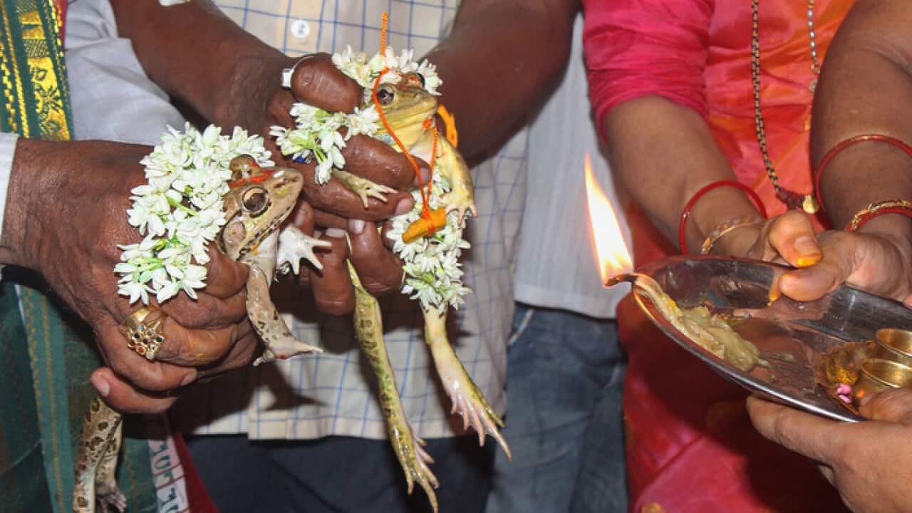 Frog Marriage to bring on the rains