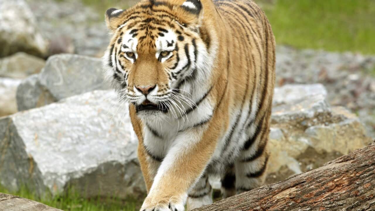 Siberian tiger.
