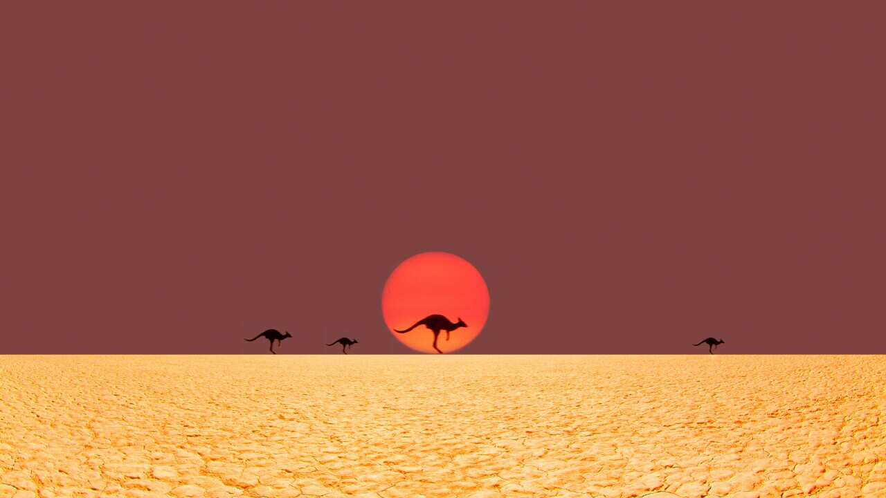 Kangaroos running in desert.