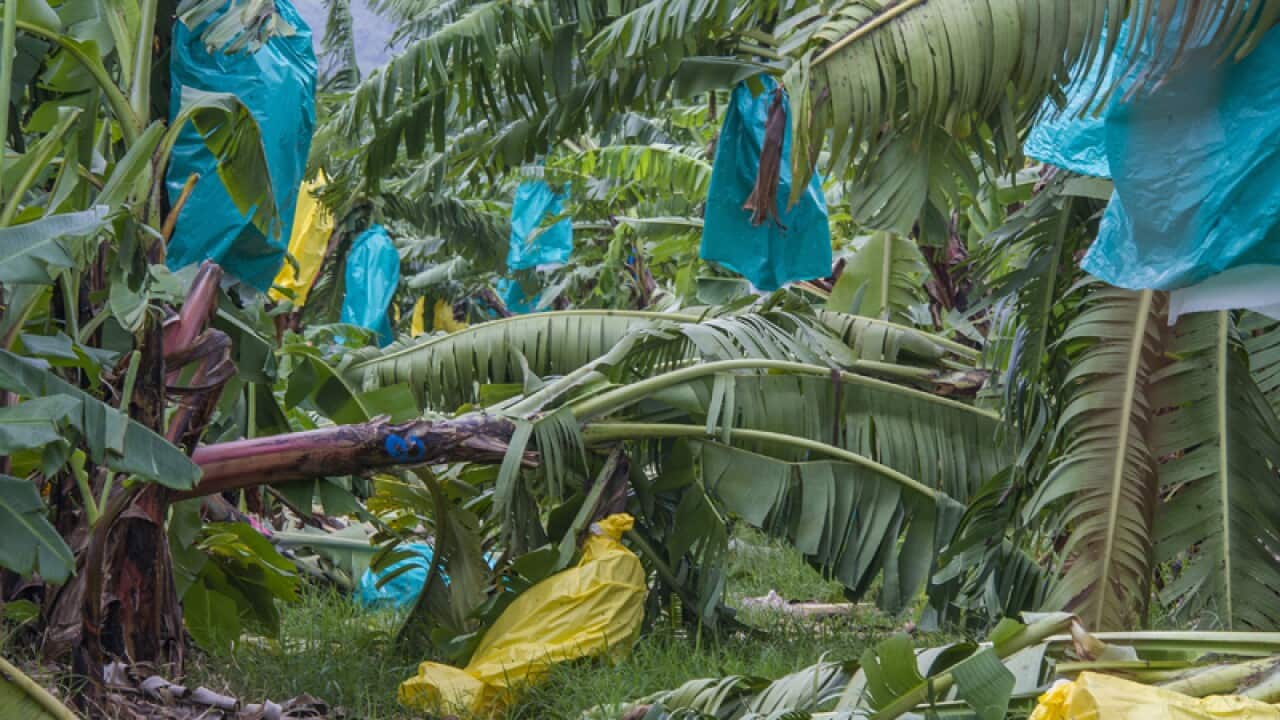 Cyclone Nathan destroyed trees and fruit near Cooktown