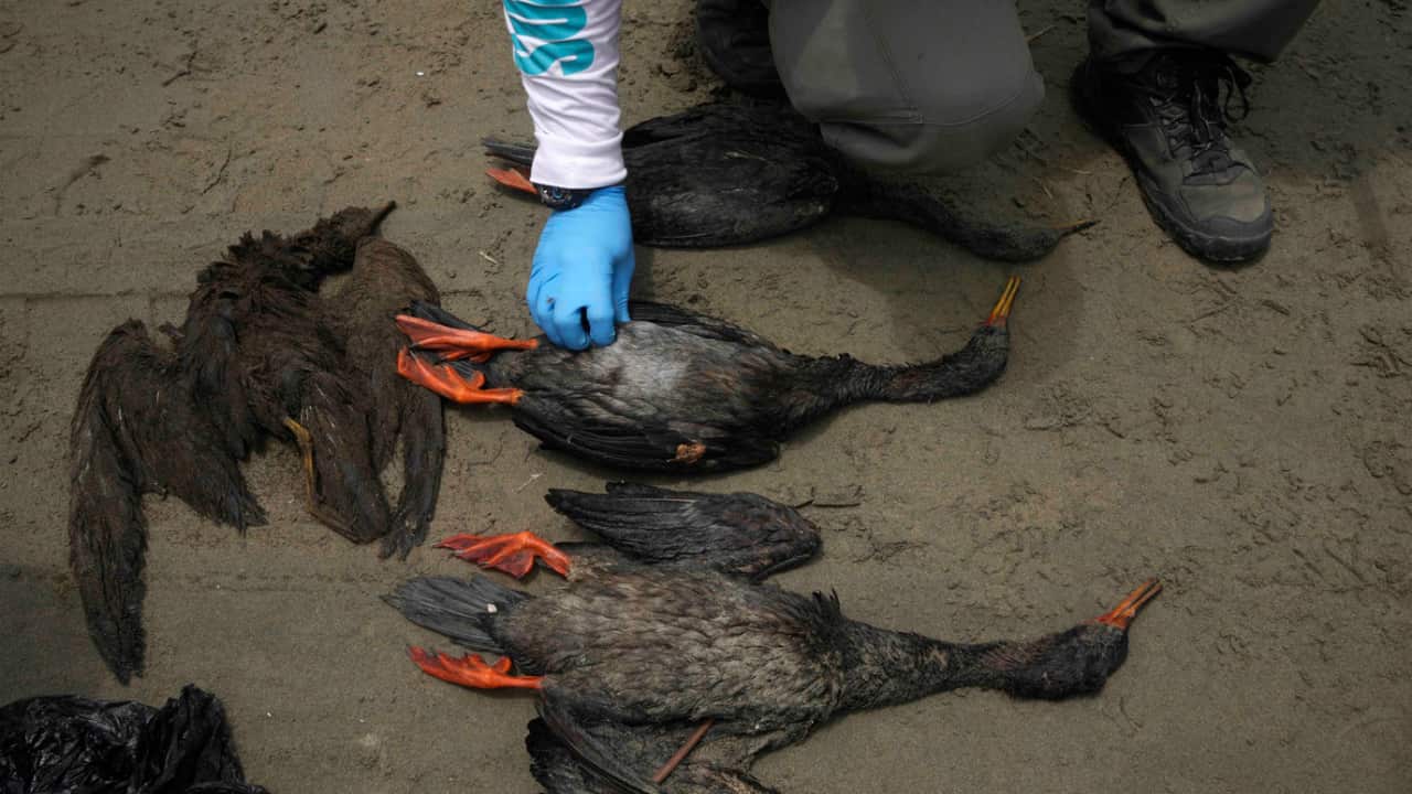 Image for read more article 'Más información:'