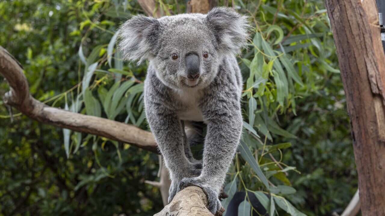 Koala Ouwehands Dierenpark