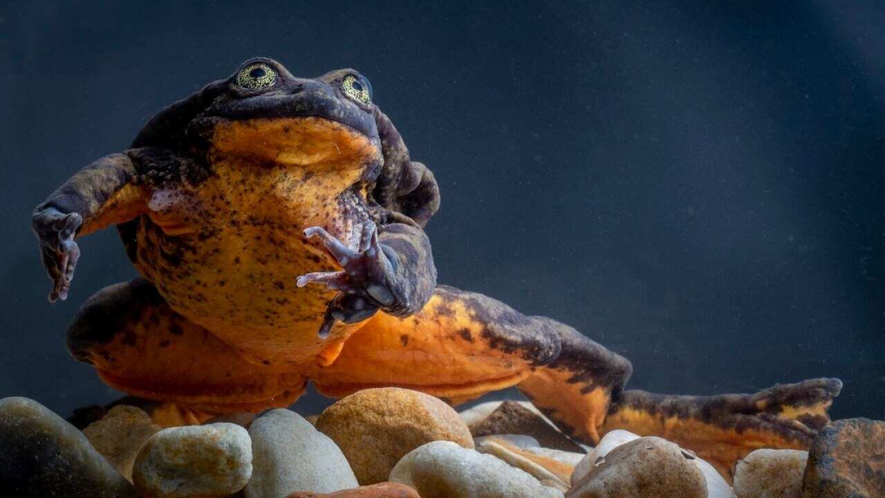 Romeo has until now been the only Sehuencas water frog in captivity until now.