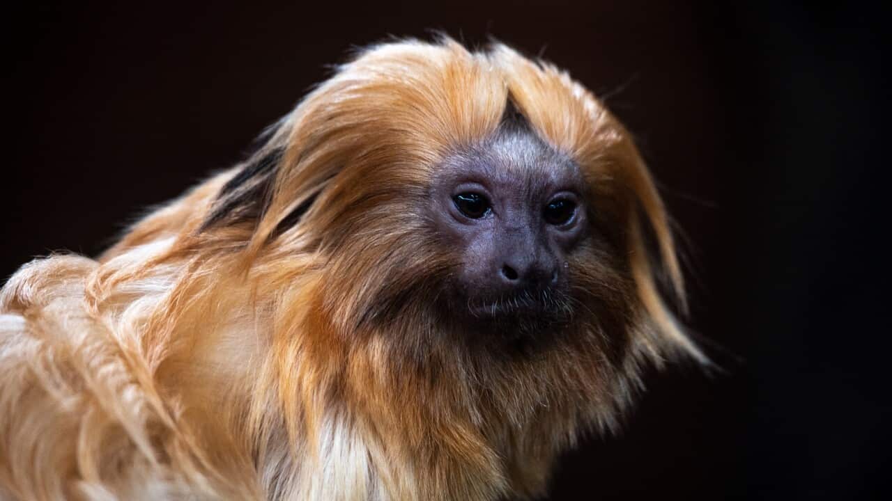 A golden lion tamarin (Leontopithecus rosalia)